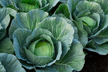 Obraz premium fresh nature cabbage or Brassica oleracea in harvesting organic in farm with blur background for copy space for text.