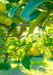  mediterranean lemon grove
