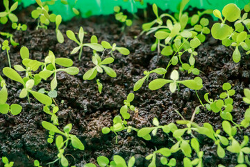 Microgreens close up. Seedling greenery for planting in the garden. Gardening and cultivation.