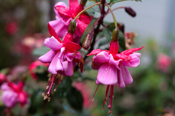 beautiful flowers in nature in the botanical garden