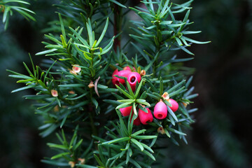 beautiful flowers in nature in the botanical garden