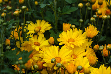 beautiful flowers in nature in the botanical garden