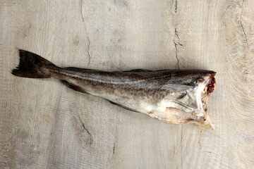 Fresh whole cod without a head on a gray wooden board background 
