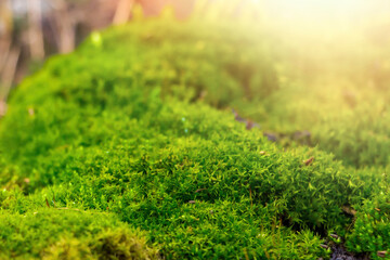 Obraz premium Green moss close up. Macrocosm of plants. Early spring and gardening concept.