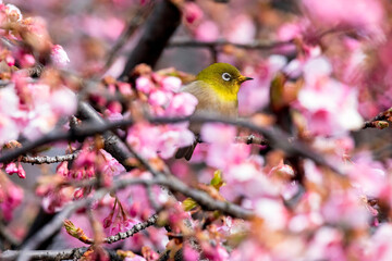 Japanese White-eye With Cherry Blossom(Japanese Name Is Kawazu-zakura) At Shibuya, Tokyo, Japan
