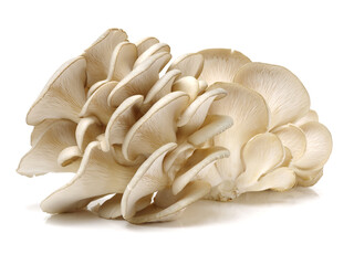 oyster mushroom on white background