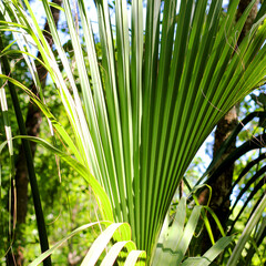 A green tropical leaf in a forest
