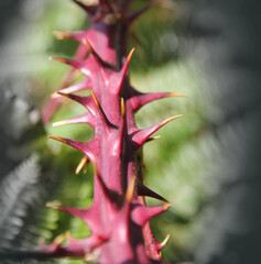 Obraz premium A closup of a blackberry branch. Very prickly