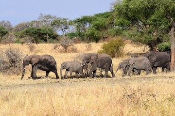 Obraz premium Elefantenfamilie im Tarangire-Nationalpark in Tansania