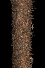 Wych Elm (Ulmus glabra). Wintering Twig Detail Closeup