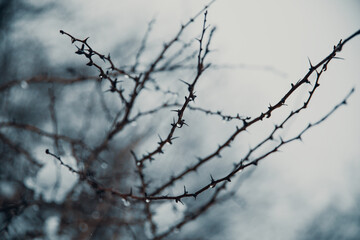 Fototapeta na wymiar Drops in a branch in winter