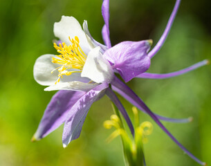 Macro of columbine flowers