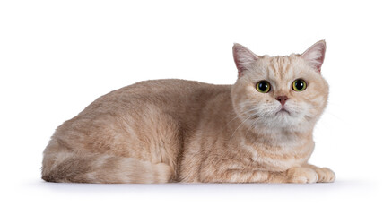 Sweet shy creme British Shorthair cat, laying side ways. Looking towards camera.  Isolated on white background.
