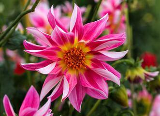 Obraz premium beautiful flowers in nature in the botanical garden