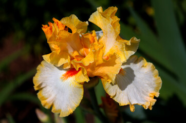 beautiful flowers in nature in the botanical garden