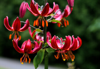beautiful flowers in nature in the botanical garden