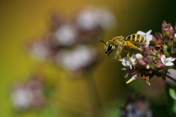Goldglänzende Furchenbiene auf Dost