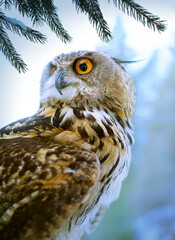 Forest hunter; wild owl looks closely. Careful look