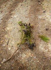 A pine cone branch lays on the barren ground and could be used for various arts and craft projects. Bokeh effect.