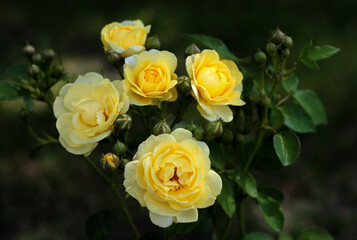 beautiful flowers in nature in the botanical garden