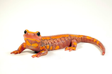 leuzistischer Feuersalamander (Salamandra salamandra terrestris) // Fire salamander (Leucism) 