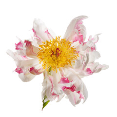 Funny white-pink peony flower not even shape isolated on a  white background.