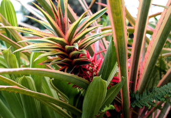 beautiful flowers in nature in the botanical garden