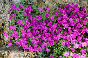 Obraz premium Aubriette, aubrieta deltoidea