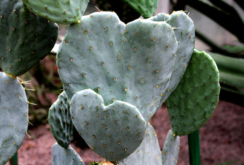 beautiful flowers in nature in the botanical garden