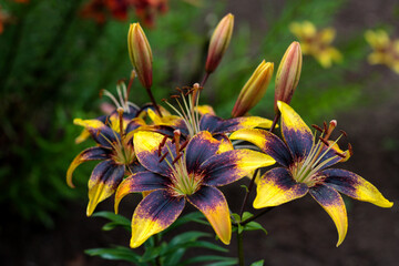 beautiful flowers in nature in the botanical garden