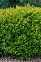 Buis, buxus sempervirens