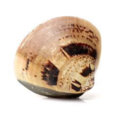 clams isolated on white background