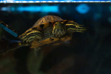 Fototapeta premium Red-eared turtle swimming in a home terrarium. Reptile closeup stock photo.