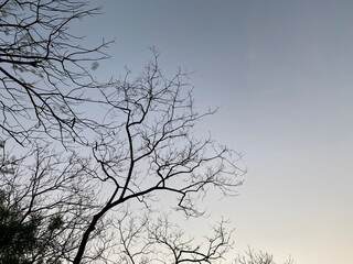 Dry trees and the sky at park bangkok Thailand.	