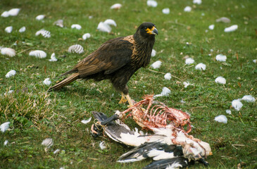 Caracara austral, Caracara de Forster,. Phalcoboenus australis, Striated Caracara, Johnny Rook,...