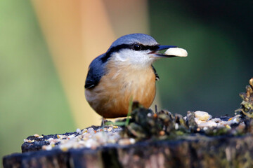 Nuthatch collecting nuts at a woodland feeding site