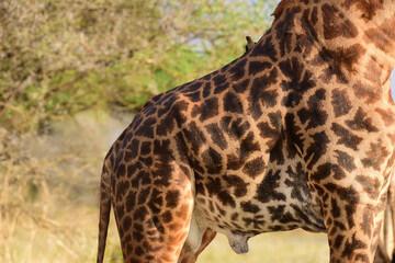 Giraffe im Tarangire-Nationalpark in Tansania