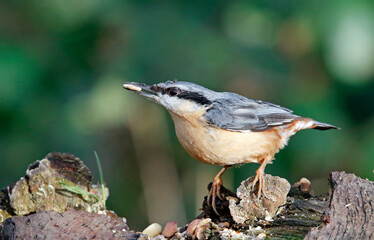 Nuthatch collecting nuts at a woodland feeding site
