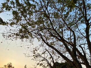 Dry trees and the sky at park bangkok Thailand.	