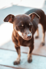 Perro Pinscher cafe