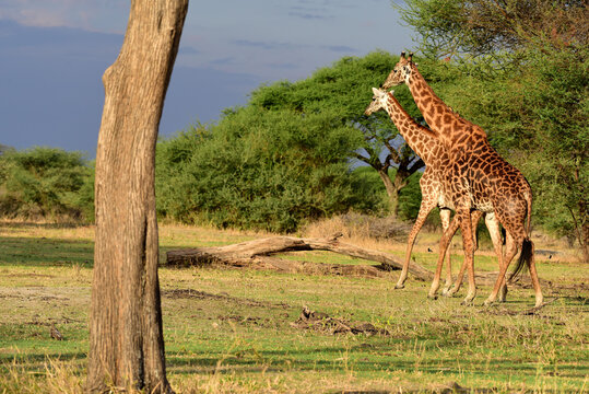 Giraffen im Tarangire-Nationalpark in Tansania