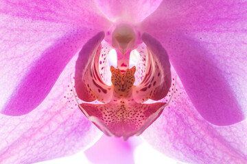 Wonderful pink orchid flower with white background, close up, macro