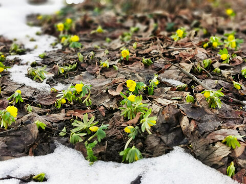Winterlinge verkünden das Frühjahr, Frühlingsbeginn mit Frühblühern in der Natur, (Eranthis hyemalis)
