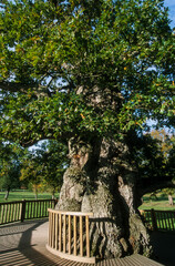Chêne à Guillotin , arbre millenaire, Quercus robur, légende de Merlin, Forêt de Broceliande,...