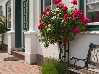 Fototapeta na wymiar blühende Rosen an einem Haus an der Ostsee