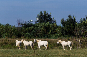 Obraz na płótnie Canvas Cheval, race Camarguaise, Camargue, 34