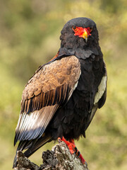 Perched bateleur