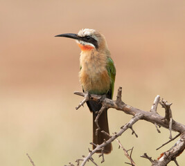 White fronted bee-eater