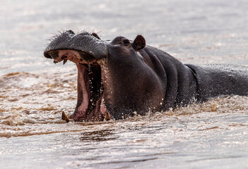 hippo in the water