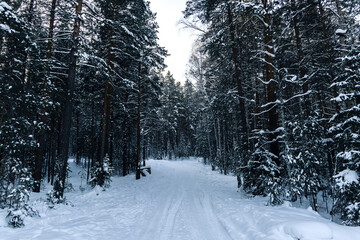 winter taiga of the Ural mountains